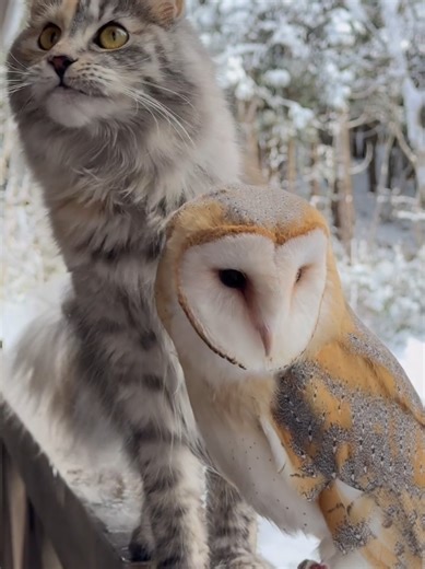 Cat and Owl Love Live Wallpapers for Your Device