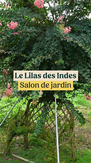 Thibault Pépiniériste on Instagram: "Vous avez envie de profiter d'un temps calme dans un endroit féérique tout en restant chez vous ? Voici le Lilas des Indes tressé sous forme de chaise. Rien de plus magique ! #lilasdesindes #lagerstroemia #jardinfeerique #amenagementjardin #amenagementexterieur"