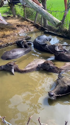 Bath time #buffalo #village #travel #animals #social #2025