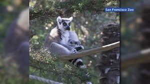 SF Zoo says Maki is happy to be home after burglary, shares photos of lemur relaxing