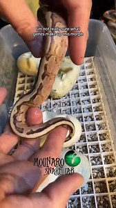 112K views · 1.2K reactions | First Snake! | The Molinaro Snake Lab | Facebook