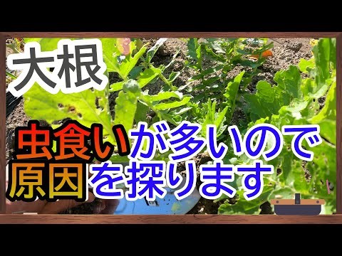 【大根】の葉の虫食いの原因追求 【楽しい家庭菜園】