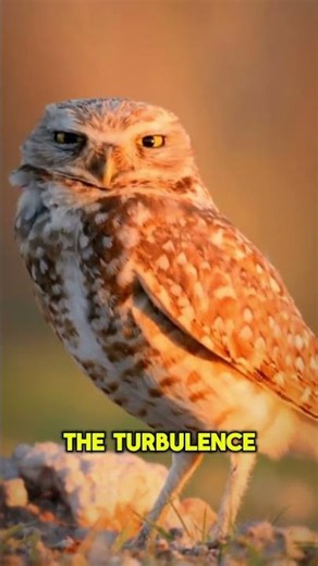The Owl’s Silent Flight: Nature’s Stealth Bomber! #owlflight #animaladaptation