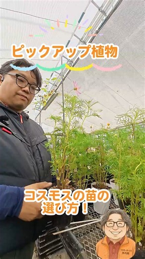 コスモスの苗の選び方！