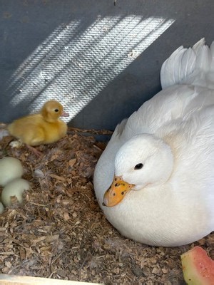 4 fertile CALL DUCK EGGS+ ASSORTED COLORS | eBay