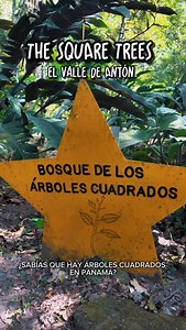 Videographer on Instagram: "Square trees…in Panama?! 🌳🤯 Hidden inside an old volcano crater in El Valle de Antón, the ‘Bosque de los Árboles Cuadrados’ is a short trail where tree trunks grow with corners instead of circles. Nature’s wild! #SquareTrees #ElValle #Panama @hotelcampestreelvalle"