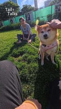 We met a chill and friendly Shiba Inu! #Shiba #dog