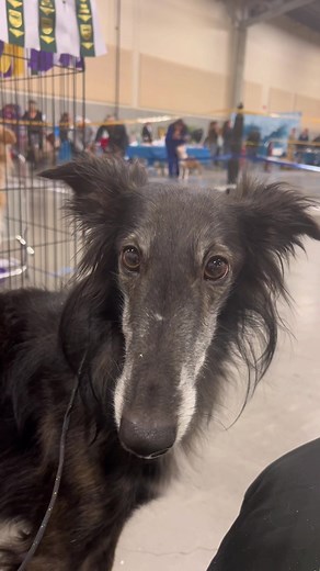 Both dogs earned their SPOT ON titles (with OUTSTANDING marks!) and won their classes today! Boy got best male in show 1 and best of winners in show 2! Mary received best of breed in altered in both shows! #ShowDog #SilkenWindhound #DogShow #Sighthound #Conformation