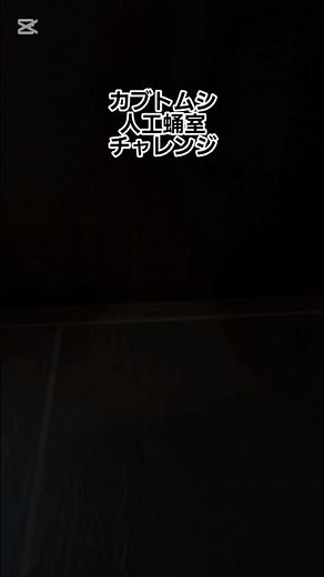 昨年カブトムシの子供達が成長したので人工蛹室をつくるのに挑戦 #自由研究 #昆虫飼育 #昆虫 #カブトムシ #人工蛹室