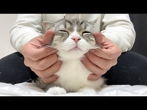 フェイスマッサージが気持ちよすぎて溶けちゃった猫がこちらです笑