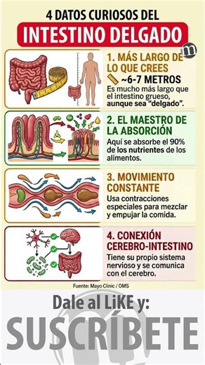 4 Curiosidades del Intestino Delgado.
