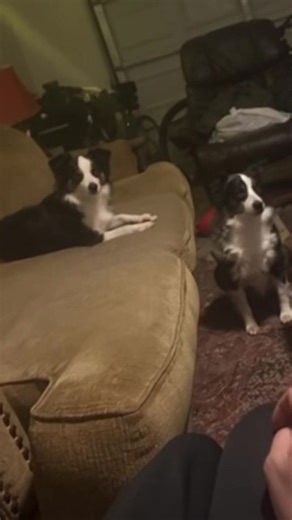 Data Boss (@data_boss)’s videos with original sound - Data Boss