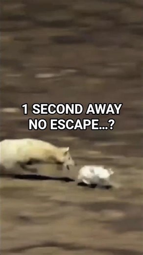 Wolf Almost Catches the Rabbit… But Watch This