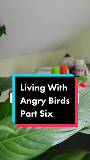 Living With Angry Birds: Part Six