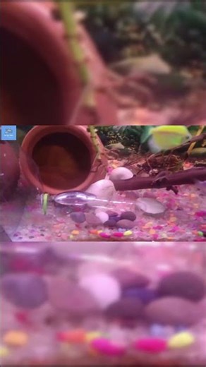 Java Fern Is Getting Worse || Full Video in Youtube Channel