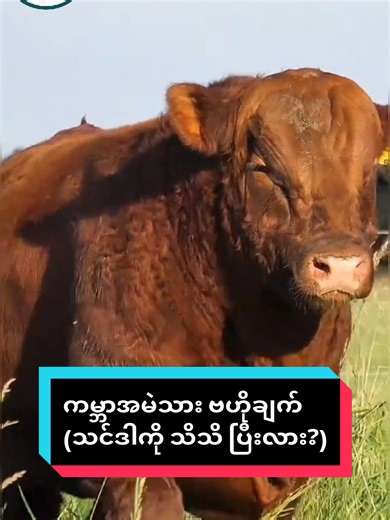 အာဂျီတီနာအမဲရုံ၏ ဗဟိုချက်များ