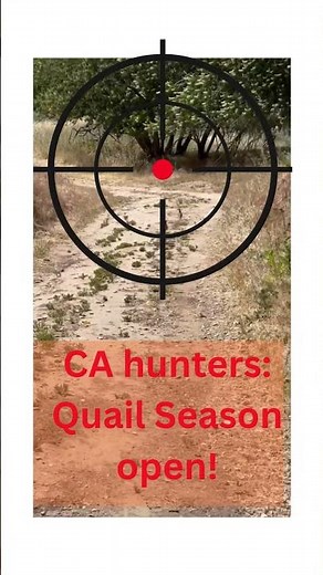 California Quail Season is open!