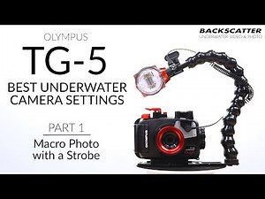 Part 1: Macro Photo with a Strobe | Olympus TG-5 Best Camera Settings for Underwater Photography