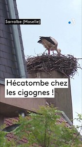 La commune de Sarralbe (Moselle) compte une soixantaine de couples de cigognes avec en moyenne trois cigogneaux par nid à cette période de l'année. Avec les températures basses et la pluie, la moitié des cigogneaux est morte de froid... 🪹 | France 3 Champagne-Ardenne
