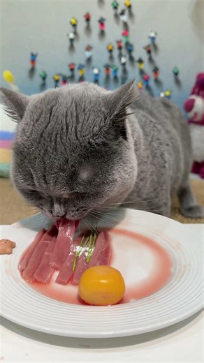 Meow is eating meat