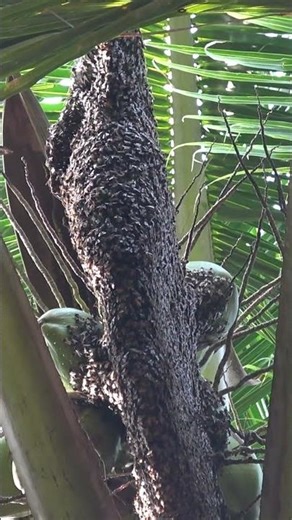 Rock bees #honey #honeybees #honeybee #beefarm #beekeeper #beekeeping #udumalpet #tamilnadu