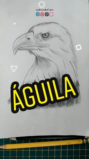 Cómo dibujar un águila: tutorial fácil y rápido