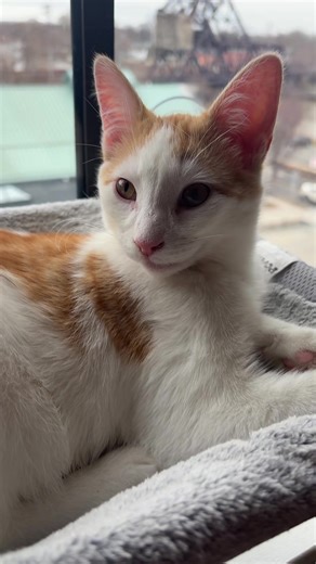 🦝 Rocket & Groot 🪵 (@rocket.groot3)’s videos with original sound - Searchlight Pictures