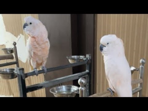 KAKATUA MOLUCCAN PARROT TERMANJA