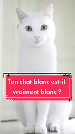 Alors vrai chat blanc ou pas ? #bebecrazycat #tiktokacademie #petsontiktok