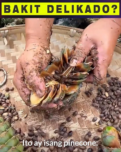 Full video https://www.facebook.com/share/v/17Y1Q6snHn/ | Awe Republic