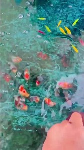 Feeding my baby 🐠🐠❤️😍