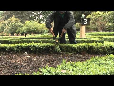 How To Trim A Buxux Hedge
