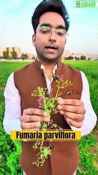 Identifying Indian Fumitory (Fumaria parviflora) with Dr. Sirajuddin 🌿