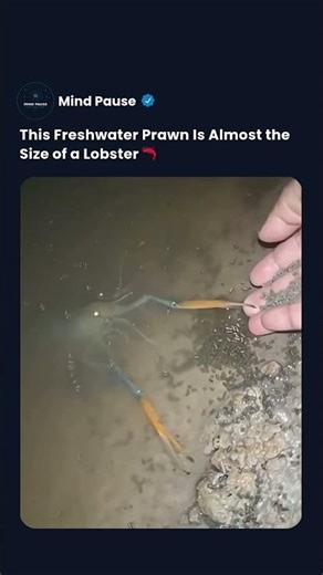 The Giant Prawn That Grows Up to 13 Inches Long #shorts