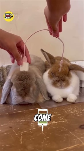 Why Rabbits Show Anger by Stomping 😳🐇