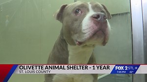 St. Louis County shelter celebrates 1,400 adoptions in a year