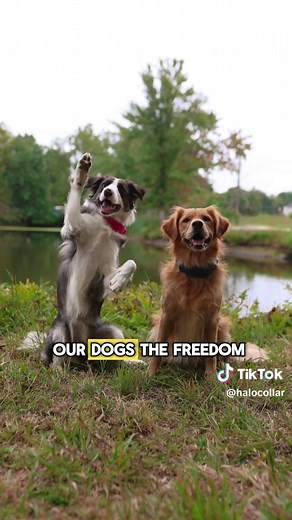 The all-new redesigned Halo Collar 4 for dogs of all sizes. And adventures of all sizes.