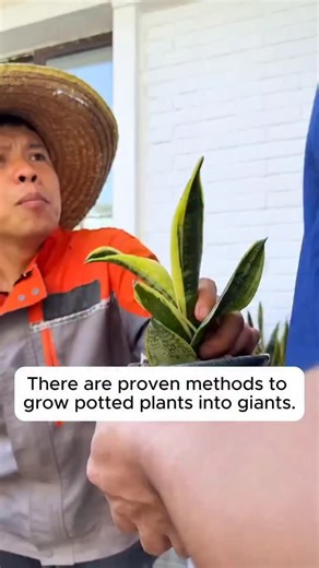 11K views · 613 reactions | simple tree planting tips #gardening #garden #gardeningtips #gardenlife #gardeninspiration | Seed Connect | Facebook