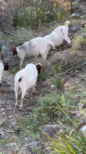 Goats tend to venture for food where other livestock may find it difficult 😊🐐 #boergoatsaustralia #boergoatbreeder #goatfarming # #goldngoats #browsing | Gold’n’Goats