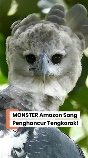 Harpy Eagle sang MONSTER Amazon dengan Cakar Lebih Besar dari Beruang!!