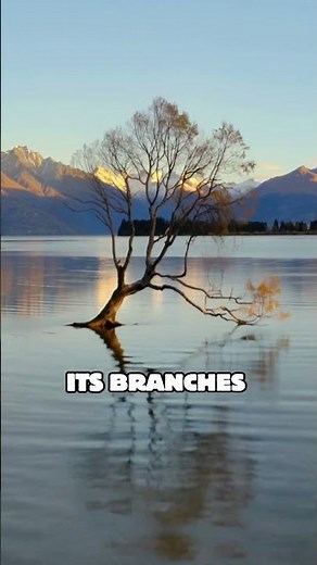 The Loneliest Tree on Earth. #facts #travel #trivia #worldfacts #worldexplorer #lake