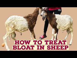 How To Treat Bloat In Sheep. A must watch video for every livestock farmer | 2023 | Africa - Ghana