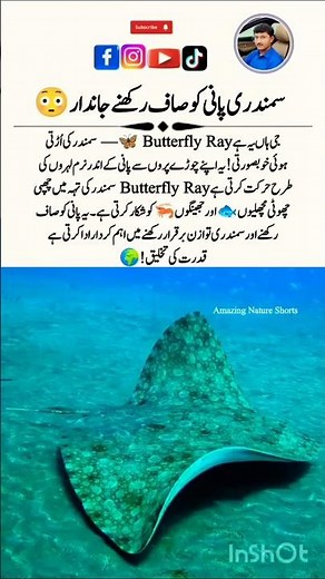 Butterfly Ray 🦋🌊 – The Ocean’s Flying Beauty! #AmazingNatureShorts #Wildlife #Shorts