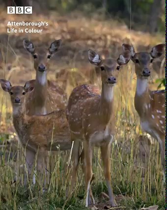 2.4M views · 889 shares | Mother Nature has an incredible trick up her sleeve so this tiger can creep up on her prey... | BBC One | Facebook