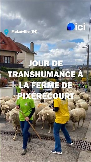 The transhumance arrives in town 🐏🐮 #Animals #Tradition #France