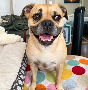 THE PUG PIT: A Pug PitBull Mix Breed — ILLUSTRATOR / WIZARD / WEIRDO