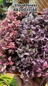 🌸 Pink Lady Plant (Callisia repens ‘Pink Lady’) A charming trailing plant with soft pink, green & cream foliage—perfect for hanging pots, shelves, and bright indoor corners. Care Tips: • Light: Bright indirect light for best pink colour • Water: Water when topsoil feels dry; avoid overwatering • Soil: Well-draining, light potting mix • Temperature: Prefers warm, humid conditions • Pruning: Regular trimming keeps it bushy • Feeding: Light liquid feed once a month #PinkLadyPlant #CallisiaRepens #