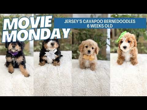 Jersey's Cavapoo Bernedoodle Puppies 6 weeks