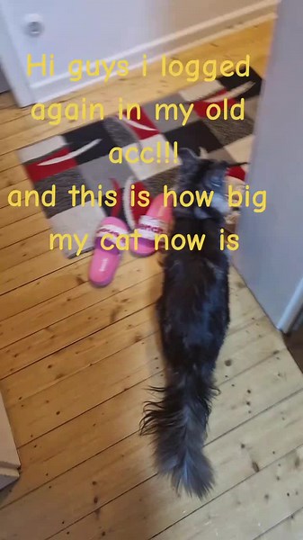 Roblox□ (@mini_roblox_player)’s videos with original sound - Roblox□