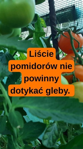 Liście pomidorów nie powinny dotykać gleby...